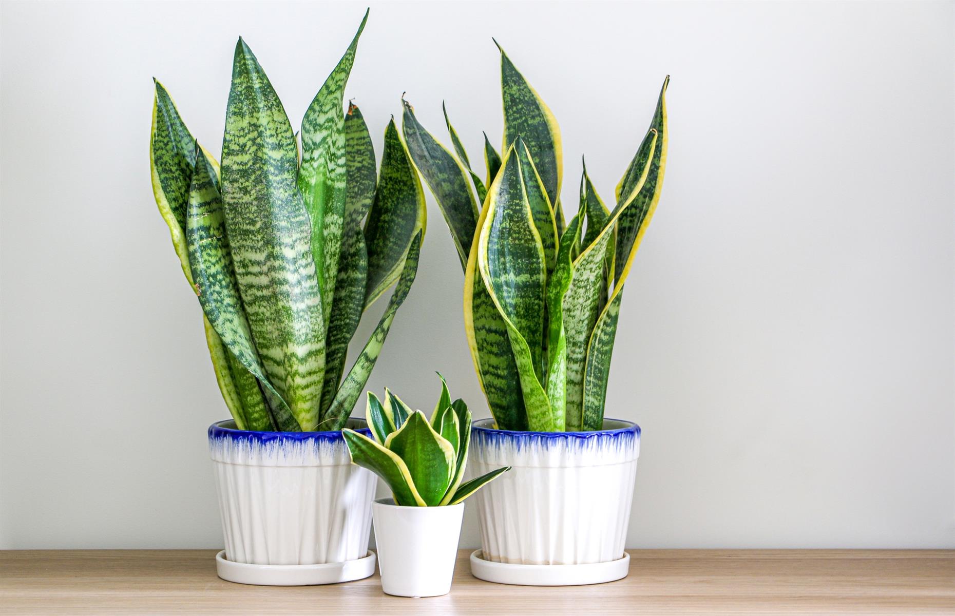 Toxic plant: snake plant (Dracaena trifasciata)